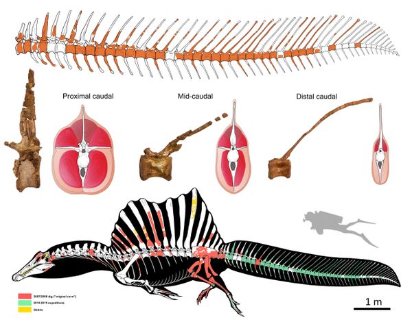 ‘It Might Just Topple T. rex’: Tail Fossils Help Researchers Uncover ‘River Monster’ Dino - Sputnik International