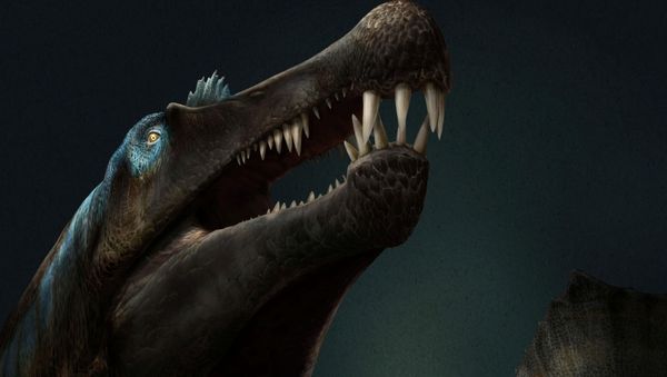 A Spinosaurus, with long narrow jaws with conical teeth and a unique tail for aquatic locomotion, is seen in an illustration provided April 29, 2020. - Sputnik International