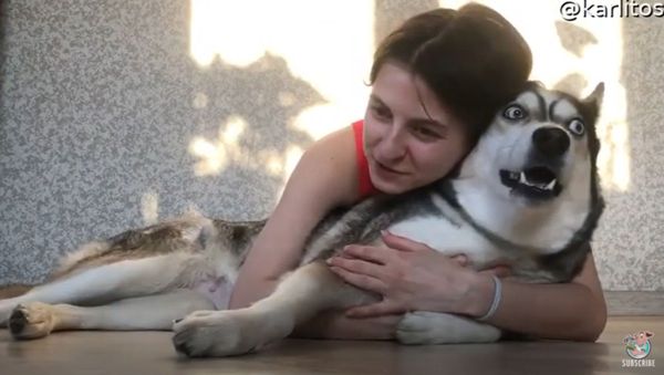 Goofy Husky Protests Unwanted Affection - Sputnik International