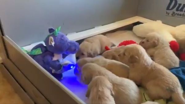 Golden retriever puppies comforted by a talking dinosaur - Sputnik International