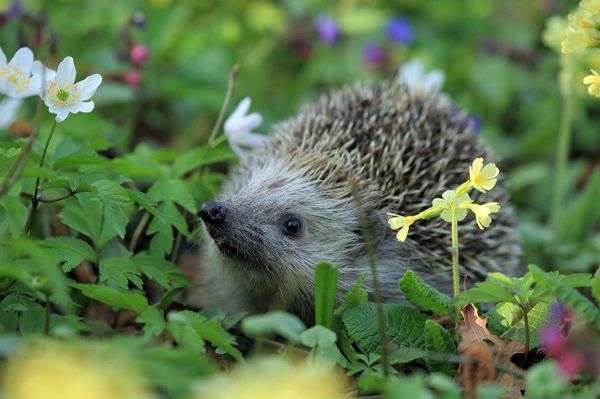 Hedgehogs Are Having ‘Noisy Sex’ While Humans Are in Coronavirus Lockdown, Says Mammal Recorder Hedgehogs Are Having ‘Noisy Sex’ While Humans Are in Coronavirus Lockdown, Says Mammal Recorder - Sputnik International