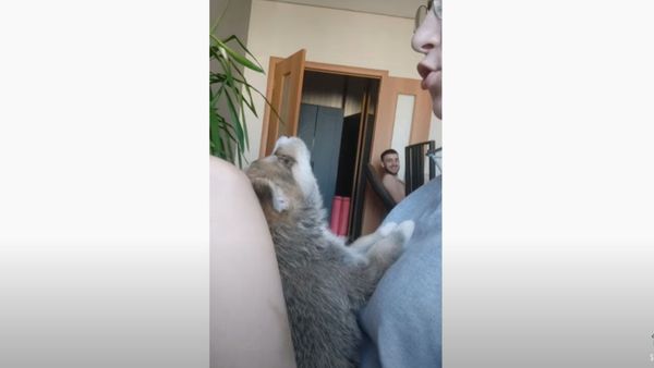 Baby Husky Learns How to Howl During Quarantine  - Sputnik International