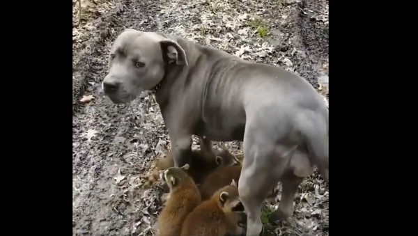 Pit Bull and raccoons - Sputnik International