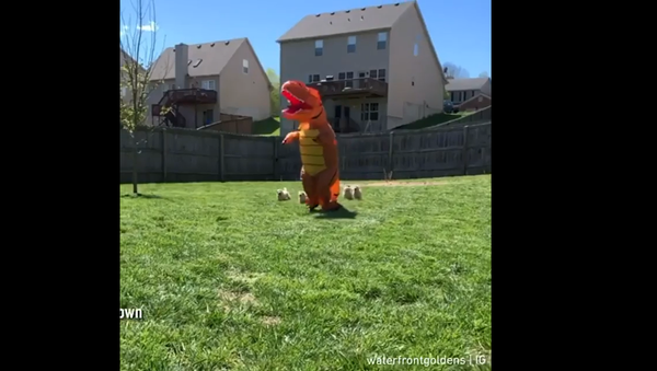 T-Rex and Golden Retrievers - Sputnik International