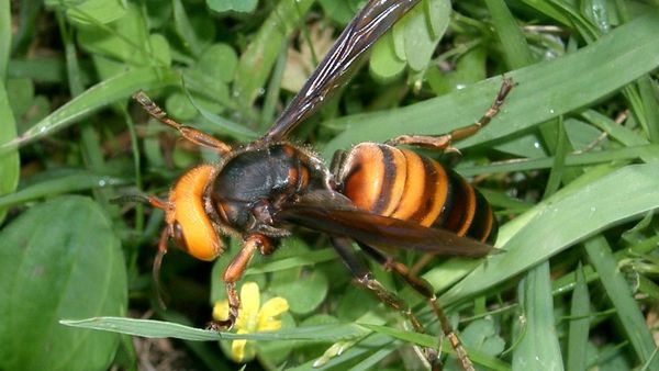 Asian giant hornet - Sputnik International