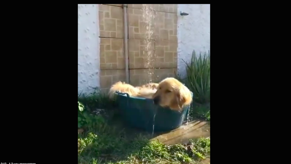 Retriever in shower - Sputnik International