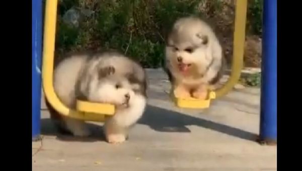 Dogs fun - Sputnik International
