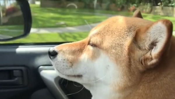 Akita Dances Along to Beat of Pop Song  - Sputnik International