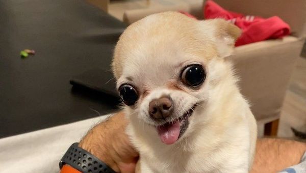 Little dog - Sputnik International