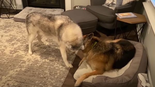 Hoggish Husky Steals German Shepherd’s Bone  - Sputnik International