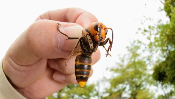 Giant asian killer hornet - Sputnik International