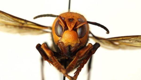 Asian Giant Hornet - Sputnik International