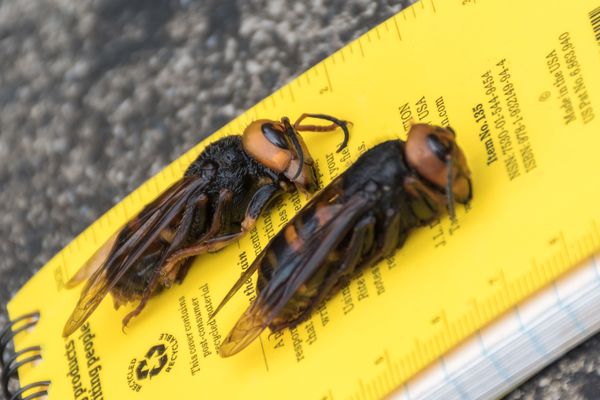 ‘Slaughter Phase’ of Asian Giant Hornet Poses ‘Catastrophic’ Threat to US Agriculture  - Sputnik International