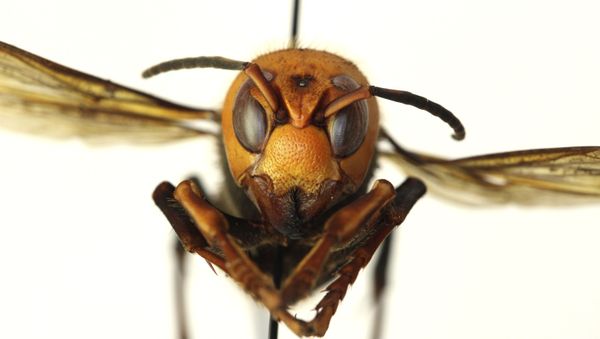 In this Dec. 30, 2019, photo provided by the Washington State Department of Agriculture, a dead Asian giant hornet is photographed in a lab in Olympia, Wash. - Sputnik International
