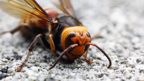 Asian Giant Hornet  - Sputnik International