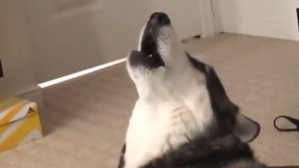 Primal Howls: Husky Sings at Google Assistant - Sputnik International