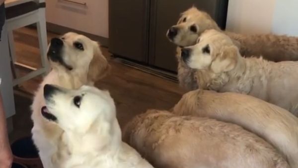 Adorable Golden Retrievers Celebrate Birthday With Cake  - Sputnik International