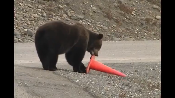 Bear - Sputnik International
