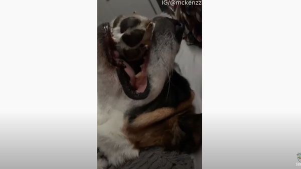 Quarantine Dreams: Saint Bernard Sleeps in Unique Way - Sputnik International