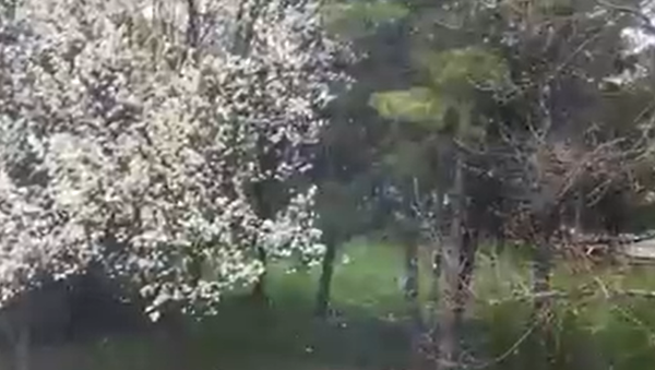 Snow in Michigan in May - Sputnik International