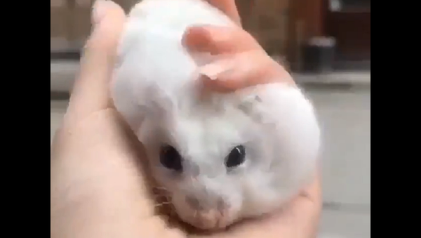 Mouse - Sputnik International