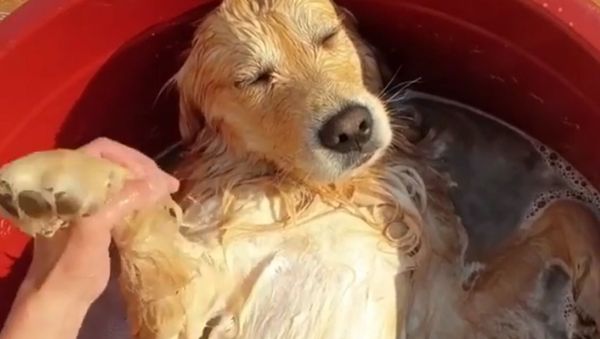 Golden Retriever - Sputnik International