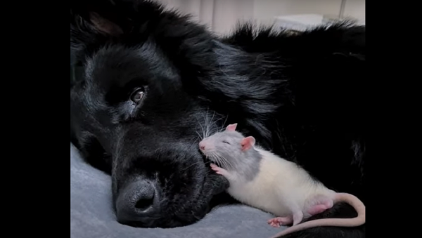 Dog and rat - Sputnik International