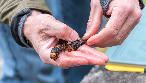 Washington State Department of Agriculture entomologist Chris Looney holds a pair of Asian Giant Hornet caught in a trap near Blaine, Washington, U.S. April 23, 2020. - Sputnik International