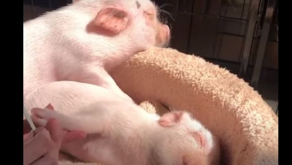 Mini Pigs - Sputnik International