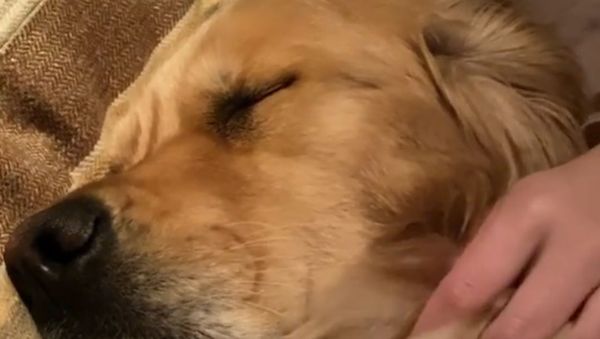 Goofy Golden Retriever Lets Out Deep Snores - Sputnik International