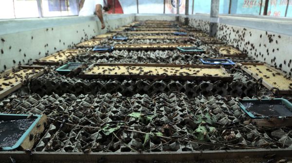 In this photo taken Aug. 5, 2014, Chalong Prajitr, 57, feeds crickets at a farm in Thanon Nang Klarn village in Nakhon Ratchasima province, northeastern Thailand - Sputnik International