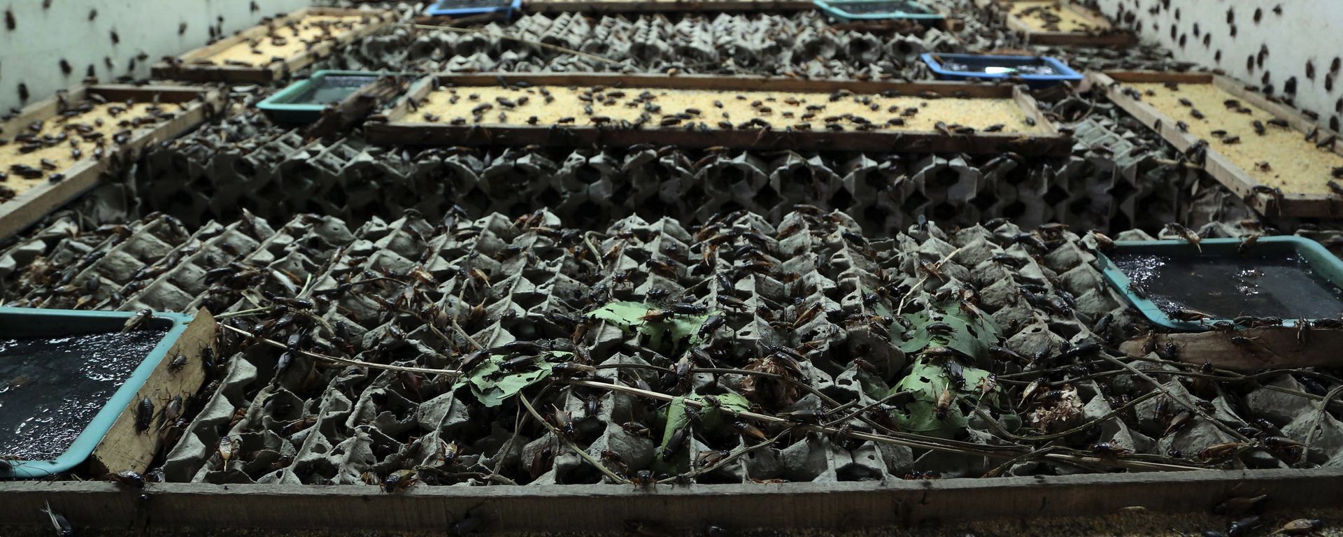 In this photo taken Aug. 5, 2014, Chalong Prajitr, 57, feeds crickets at a farm in Thanon Nang Klarn village in Nakhon Ratchasima province, northeastern Thailand In this photo taken Aug. 5, 2014, Chalong Prajitr, 57, feeds crickets at a farm in Thanon Nang Klarn village in Nakhon Ratchasima province, northeastern Thailand - Sputnik International, 1920, 02.09.2022