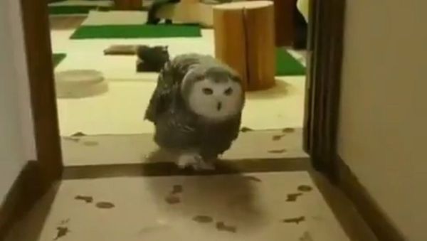 Owl - Sputnik International
