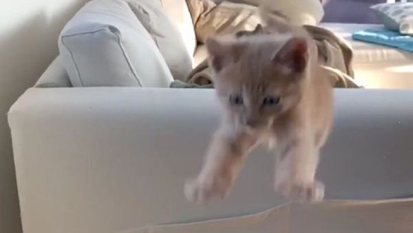 Cat - Sputnik International