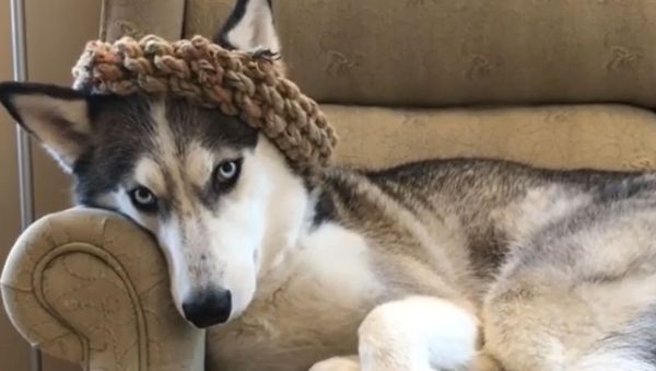 Game of Thrones: Sneaky Husky Steals Sibling’s Crown - Sputnik International