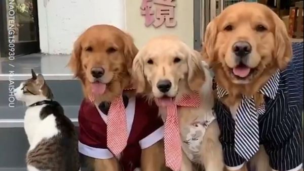 Lay Off Pops: Golden Retriever Makes Uncooperative Cat Pose for Family Photo  - Sputnik International