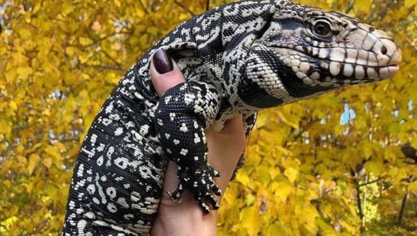 Georgia Wildlife Officials Trying to Stop Invasion of Massive, Voracious Lizard Species - Sputnik International