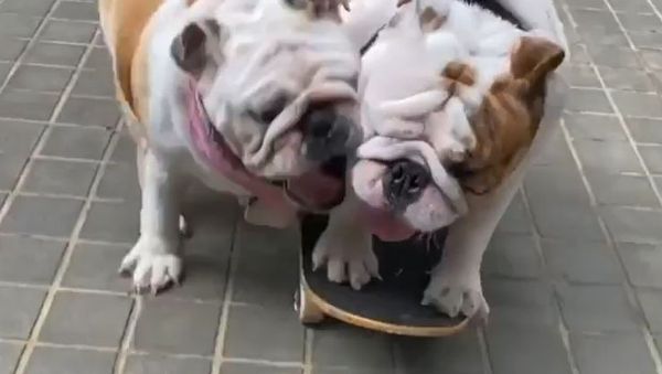 Bulldog Couple Show Off Gnarly Skateboarding Skills During Date - Sputnik International