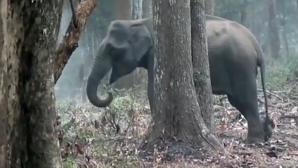 Smoking elephant. Jumbo decides to take a puff - Sputnik International