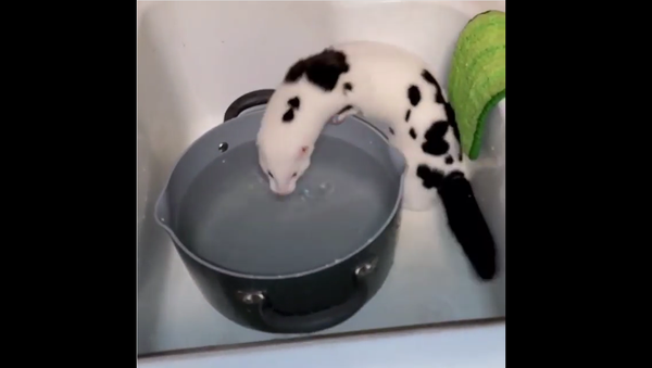 Ferret in Bath - Sputnik International