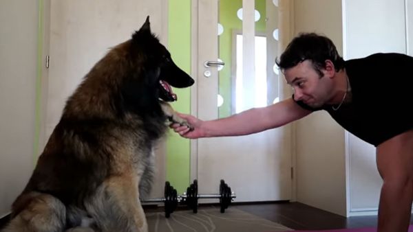 Doggy Weights: Belgian Shepherd Helps Owner Exercise During Quarantine  - Sputnik International