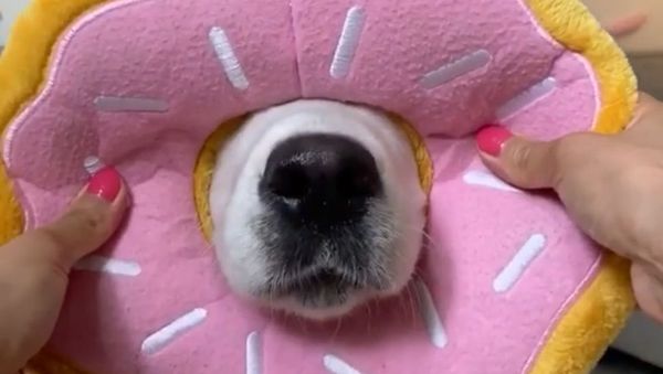 Boop! Goofy Golden Retriever Demonstrates Quirky Skills - Sputnik International
