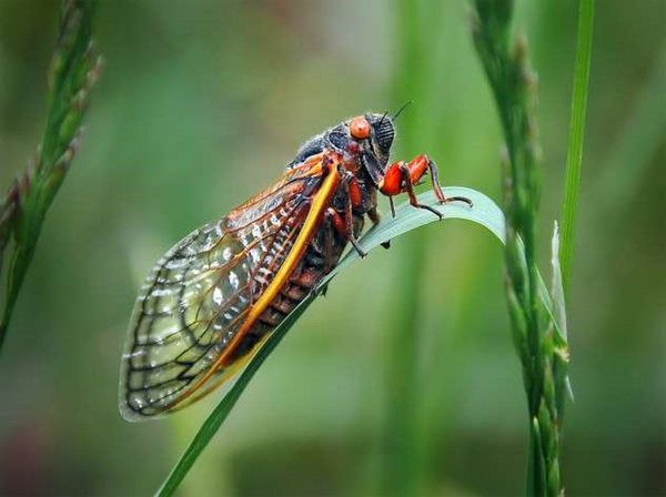 'Zombie' Flies Driven by 'Mind-Controlling' Fungus Strike a 'Death Pose' to Shoot Spores 'Zombie' Flies Driven by 'Mind-Controlling' Fungus Strike a 'Death Pose' to Shoot Spores - Sputnik International