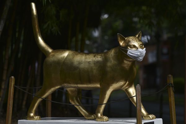 The sculpture La gata Calida by Colombian artist Jose Horacio Martinez wears a face mask, on 24 April 2020, in Cali, Colombia. The sculpture La gata Calida by Colombian artist Jose Horacio Martinez wears a face mask, on 24 April 2020, in Cali, Colombia. - Sputnik International