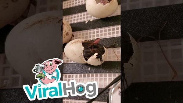 Duckling Hatching from its Egg  - Sputnik International