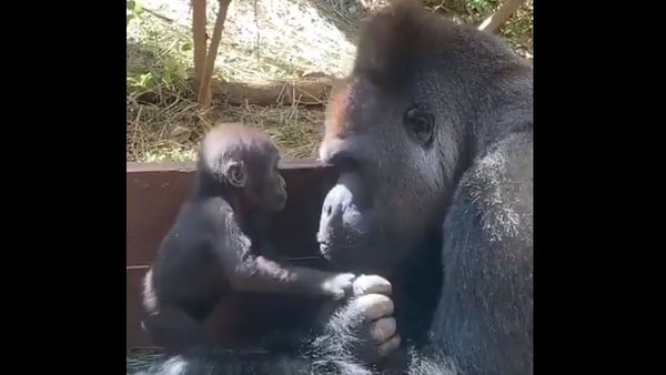 Watch this father & son  - Sputnik International