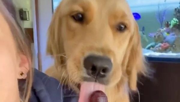 Golden retriever - Sputnik International