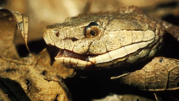 Copperhead snake - Sputnik International