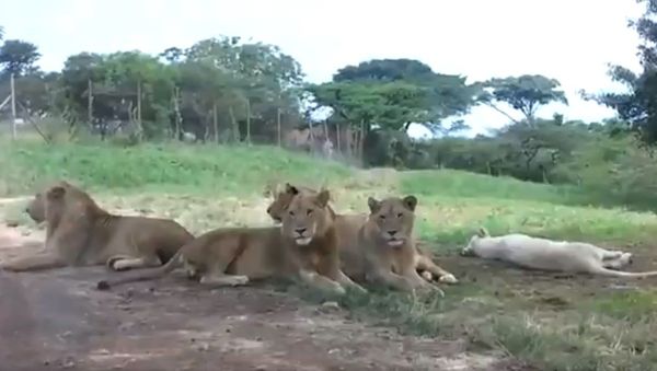 The lioness wants to go on a safari ride - Sputnik International