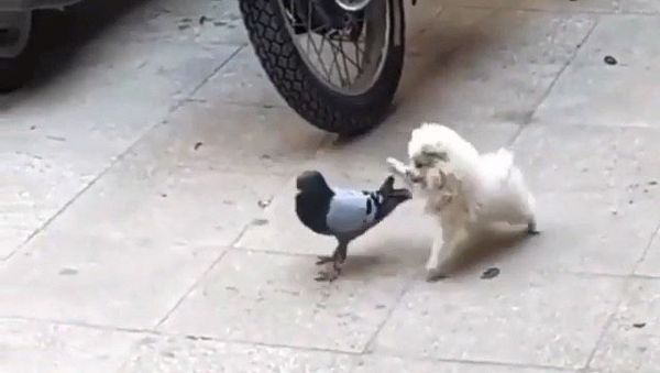 Dog and pigeon - Sputnik International